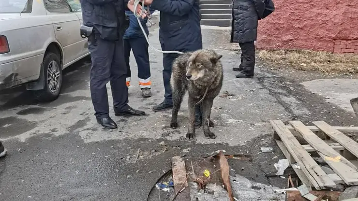 Житель Дудинки привязал волкособа Джека к машине и тащил его по дороге