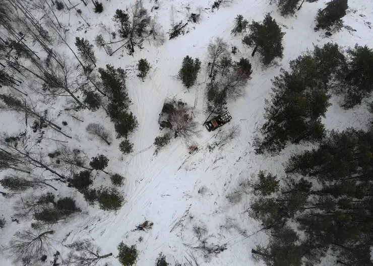 Красноярский край представил в Москве опыт по восстановлению лесов и использованию БПЛА
