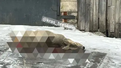 В Свердловском районе Красноярска стая бездомных собак растерзала косулю прямо у забора частного дома