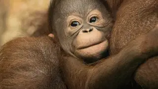 Новосибирцы выберут имя для детёныша орангутанга
