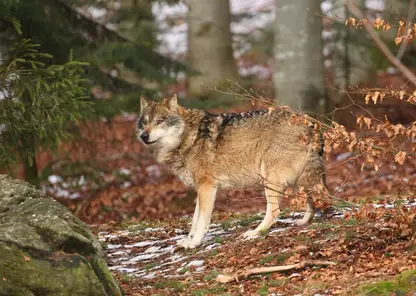 В Томской области начнут регулировать численность волков