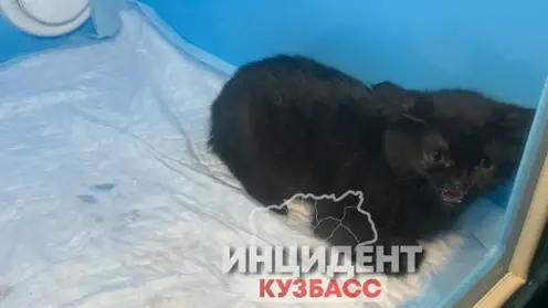 В Кемерове женщина подбросила котенка в ветеринарную клинику