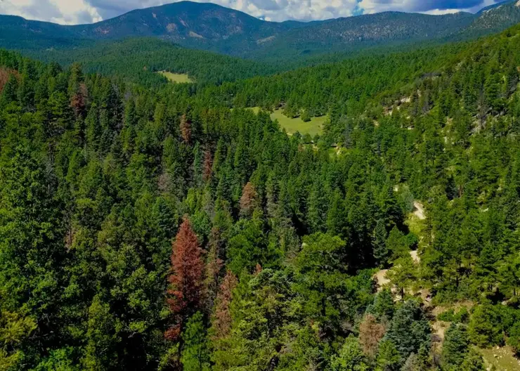 Ученые НОЦ «Енисейская Сибирь» научились оценивать степень повреждения темнохвойных лесов