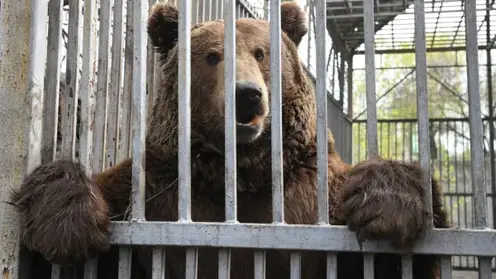 Медведь убил сотрудника базы отдыха в Кузбассе (видео)