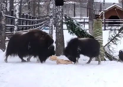 В красноярском парке «Роев ручей» показали, как овцебычок играет с мамой