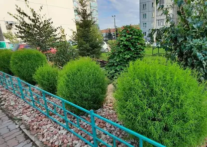 Жители Красноярска подали 151 заявку на конкурс по озеленению дворов