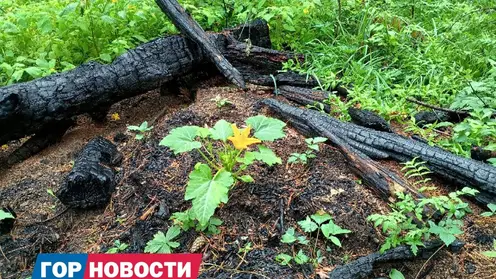 На Красноярских Столбах неожиданно появились кабачковые кусты
