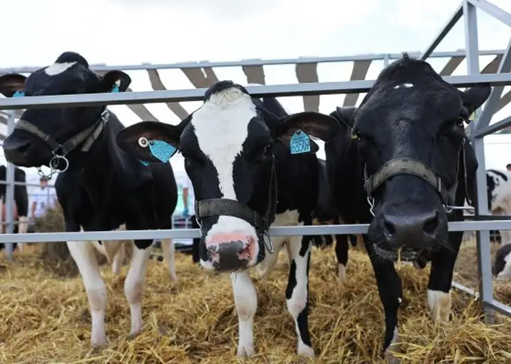 В Красноярском крае обсудили изменения в законодательстве по поддержке сельского хозяйства