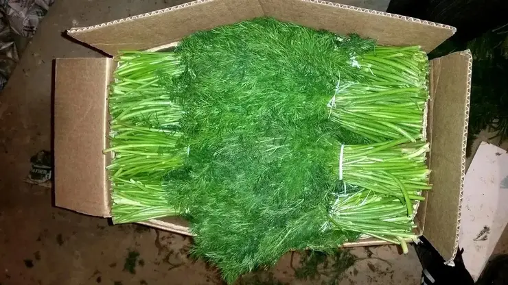 В Красноярск из Узбекистана завезли зелень, заражённую опасным трипсом