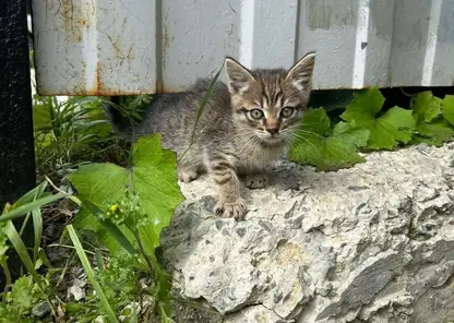 Дети били кота головой о лестницу в Забайкалье: прокуратура начала проверку