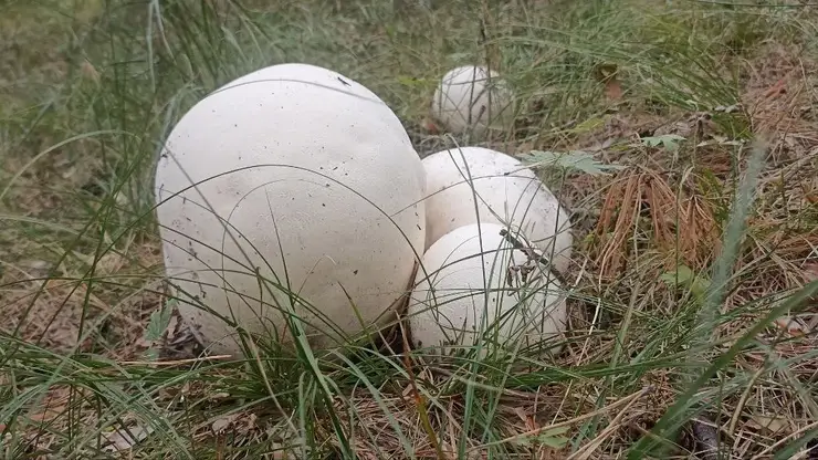 Размером с мяч: можно ли есть гигантские дождевики, растущие в Красноярском крае