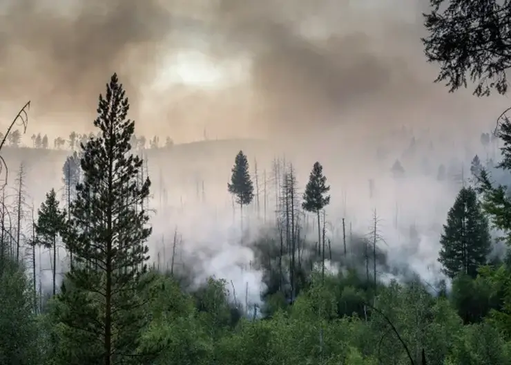 Площадь лесных пожаров в Бурятии увеличилась до 114 тысяч гектаров