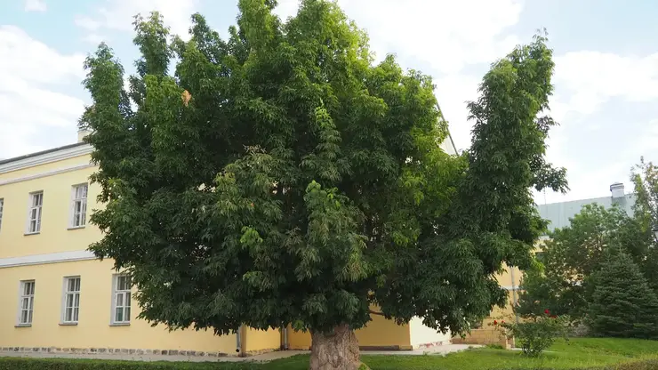 В «Черной книге флоры Сибири» первое место занял клен ясенелистный