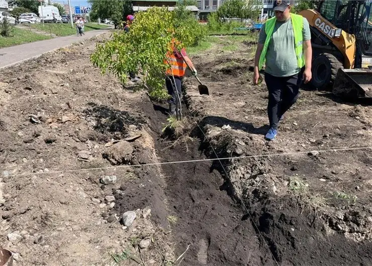 В Красноярске на месте бывшего рынка «Казачий» начали пересаживать деревья