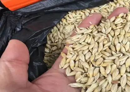 Более 1,2 млн тонн зерна из Красноярского края отправлено на экспорт и в регионы России