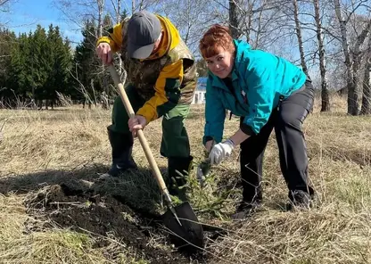 Лесные пожарные высадили более шести тысяч елей возле озера Большое в Красноярском крае в память о героях Великой Отечественной войны
