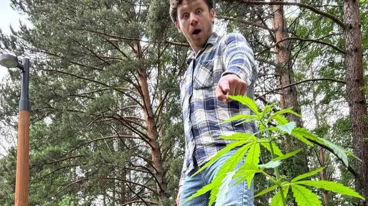 «Красноярск — столица конопли?»: ученый нашел несколько тысяч кустов конопли в лесу на Свободном