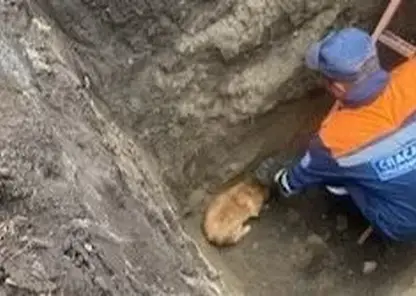 Пятерых бездомных собак достали из выкопанной глубокой ямы в Красноярском крае
