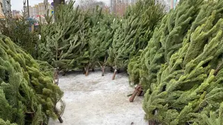 Где купить елку в Омске: названы адреса елочных базаров Где купить елку в Омске: названы адреса елочных базаров