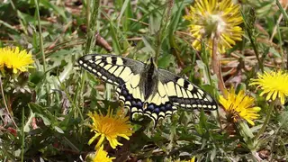 Редкая бабочка махаон удивила пожарного в Красноярском крае: он сфотографировал ее на память