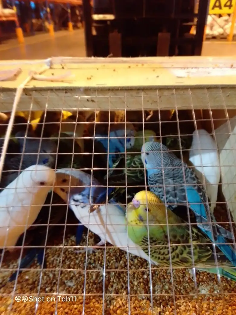 Фото: Управление Россельхознадзора по Красноярскому краю