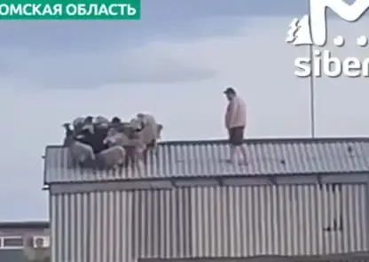 В Омской области овцы залезли на крышу сеновала и не смогли спуститься