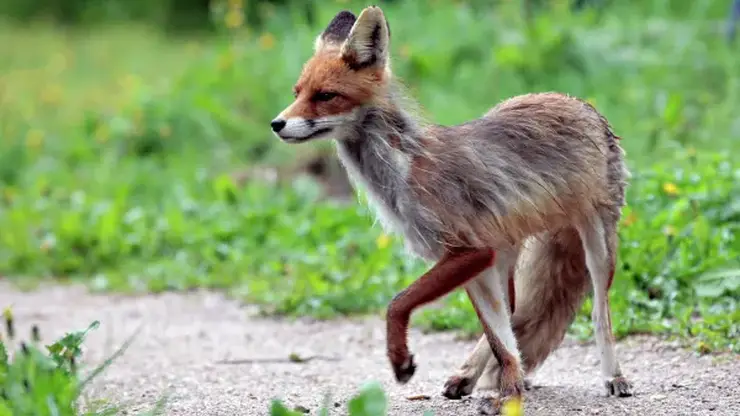 Новый очаг бешенства выявили в Кузбассе