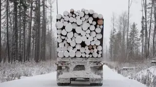 Двое красноярцев подучили сроки в колонии за контрабанду леса почти на полмиллиарда рублей