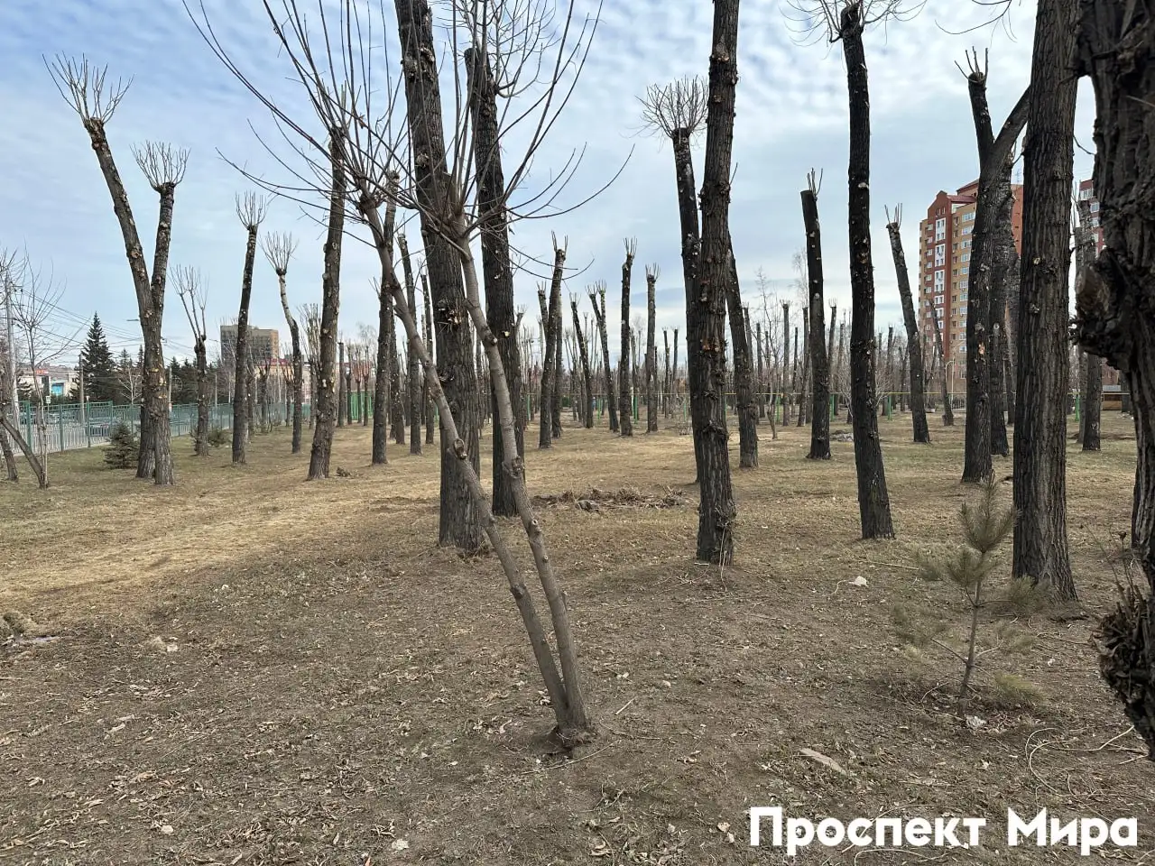 Фото: Проспект Мира