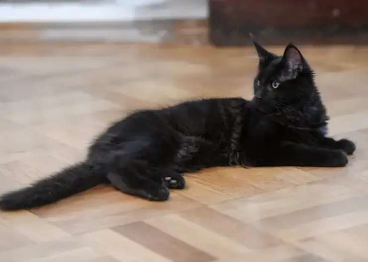 Житель Кузбасса похитил деньги из квартиры знакомой пенсионерки: обнаружить тайник ему помог домашний котенок