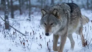 Охотникам Томской области будут платить по 30 тысяч рублей за отстрел волков