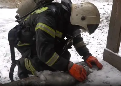 Спасатели в Комсомольске-на-Амуре пытались реанимировать кота, спасенного из пожара