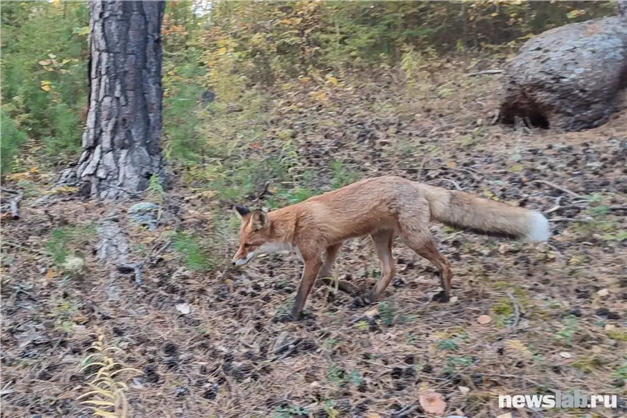 Фото: Newslab.ru