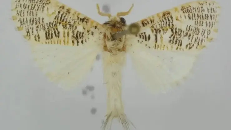 В честь томского учёного назвали новый вид тропических бабочек