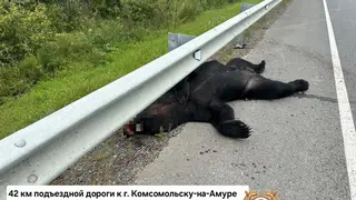 Водитель насмерть сбил медведя на трассе в Хабаровском крае Водитель насмерть сбил медведя на трассе в Хабаровском крае