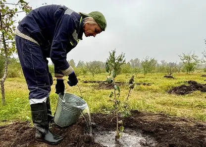 В Татышев-парке высадили 500 новых яблонь взамен тех, которые сломали красноярцы