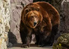 Блуждающую на окраине Красноярска семью медведей застрелили