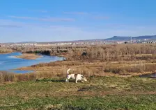 Часть собак, загрызших 10-летнего мальчика под Красноярском, поймана