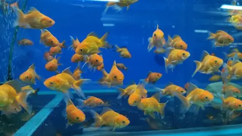 В Красноярск завезли больше 15 тыс рыбок из Таиланда