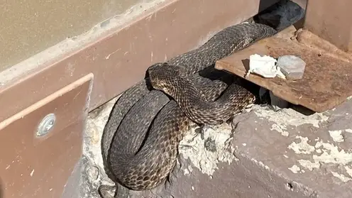 Жители Красноярска встретили змею у подъезда на Карамзина, службы не спешат на вызов