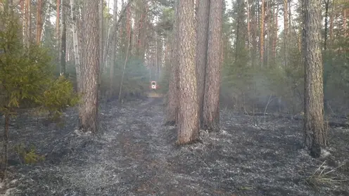 В Ермаковском и Шушенском районах из-за гроз ежедневно фиксируются возгорания