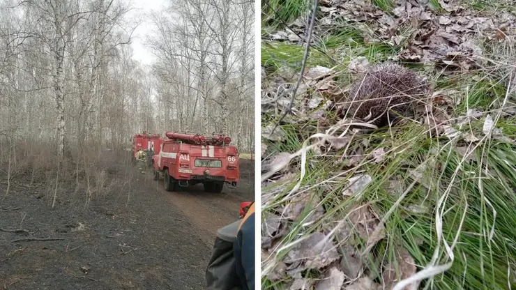 Лесные пожарные спасли ежа во время тушения огня в Уярском районе