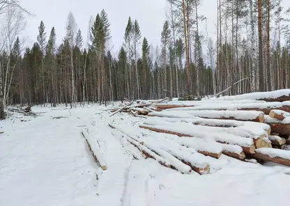 Количество нарушений на лесосеках Красноярского края сократилось на четверть в 2024 году