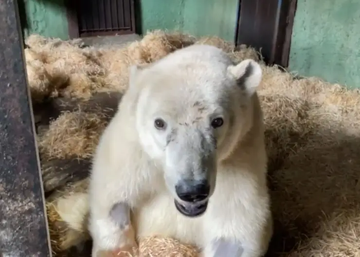 Белый медведь Диксон никогда не сможет ходить