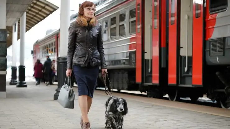Пригородные поезда КрасЖД с начала 2025 года перевезли почти 45 тысяч домашних животных