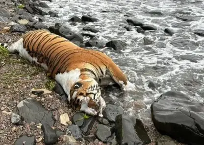 Море выбросило крупное тело тигра на берег в Приморье: это уже третий случай с начала года