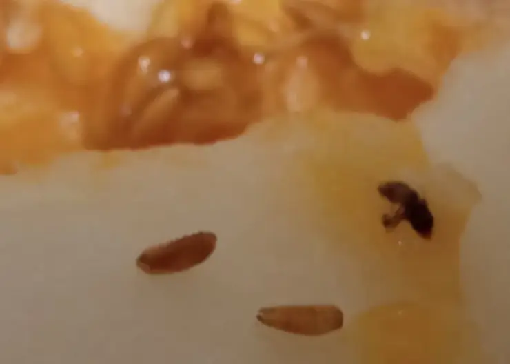 Зараженные мухами дыни пытались ввезти в Красноярск