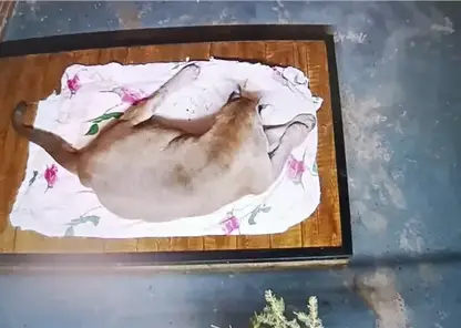 Самец пумы заболел в красноярском зоопарке (видео)