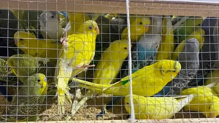 В Красноярск прибыла крупная партия декоративных птиц из Киргизии