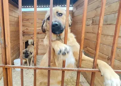 Жизнь станет лучше: четыре приюта для животных в Красноярске получат по миллиону рублей